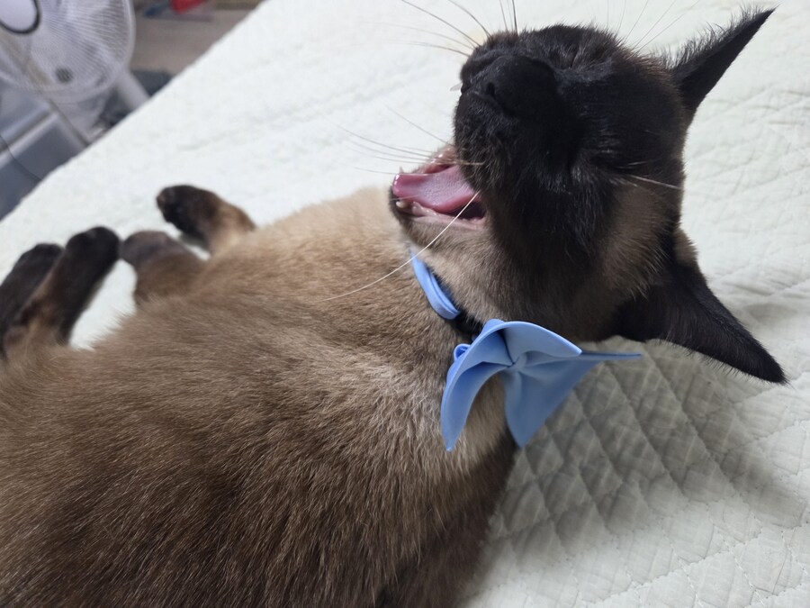 우리집 고양이 랙돌 테스트 성공했는데 그걸 증명할 방법이 없다..._2.jpg