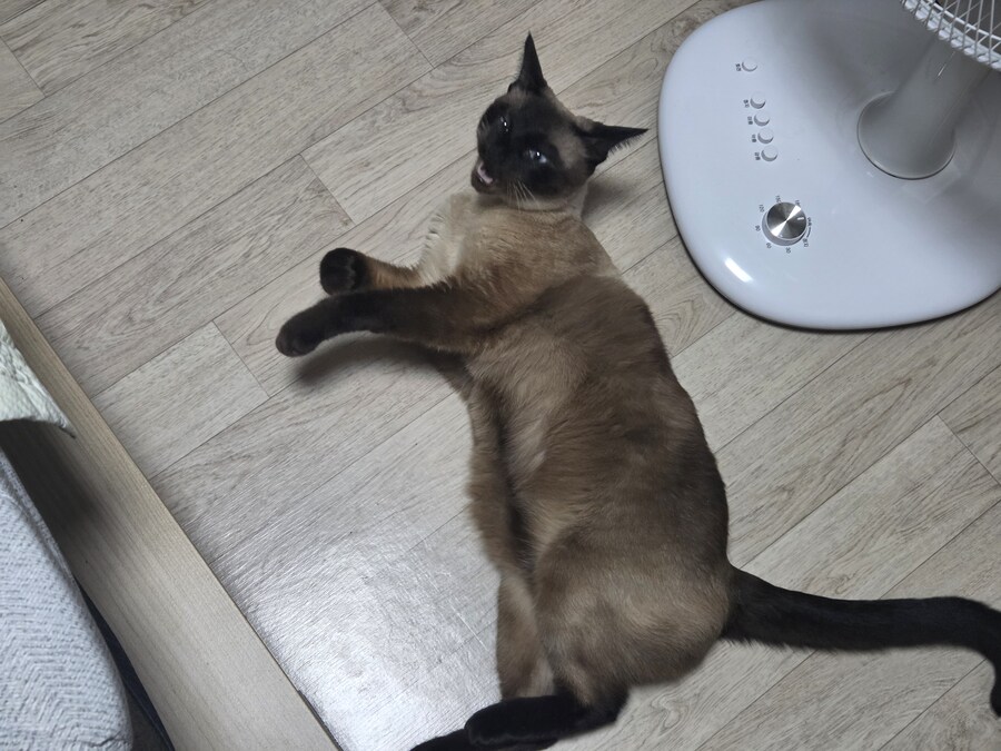 우리집 고양이 랙돌 테스트 성공했는데 그걸 증명할 방법이 없다..._8.jpg
