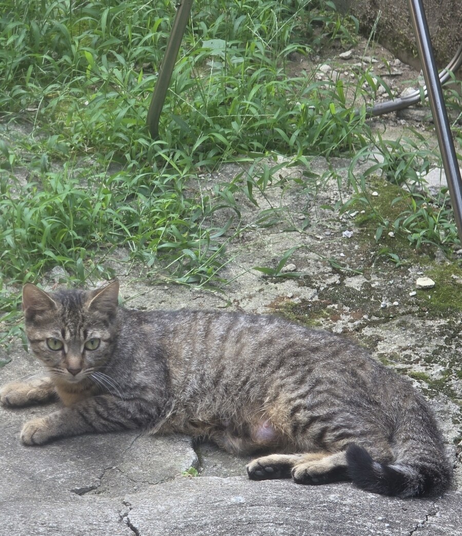 폐허에서 찍은 고양이 가족 사진들.jpg_1.jpg