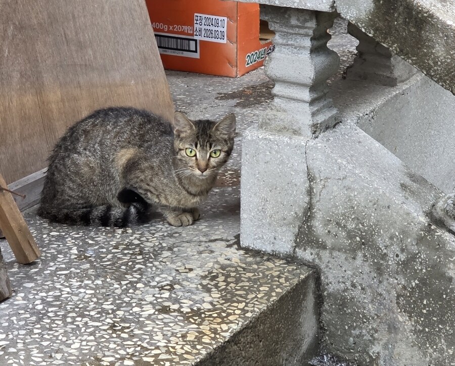 폐허에서 찍은 고양이 가족 사진들.jpg_3.jpg