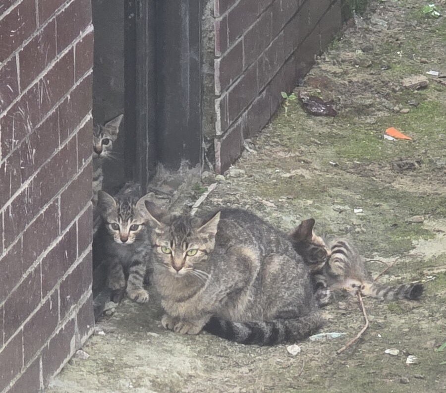 폐허에서 찍은 고양이 가족 사진들.jpg_7.jpg