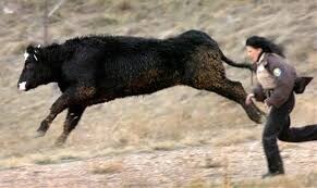 지갑이 사망했는데 소가 체포되었다. 이유는?_2.png