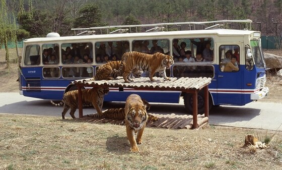 사실 에버랜드 동물원같이 된건 원점으로 돌아가는거 아님?_2.jpg