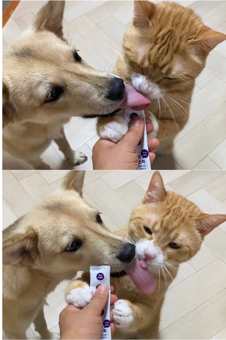강아지와 고양이 혀 크기 차이_1.png