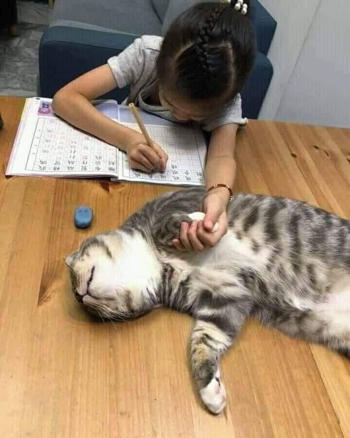 숙제하는 주인에게 정서적 지원하는 고양이🐈_1.jpg