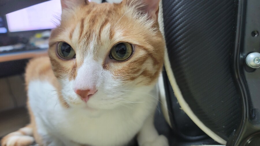 우리집 고냥이 구구콘 같아_1.jpg