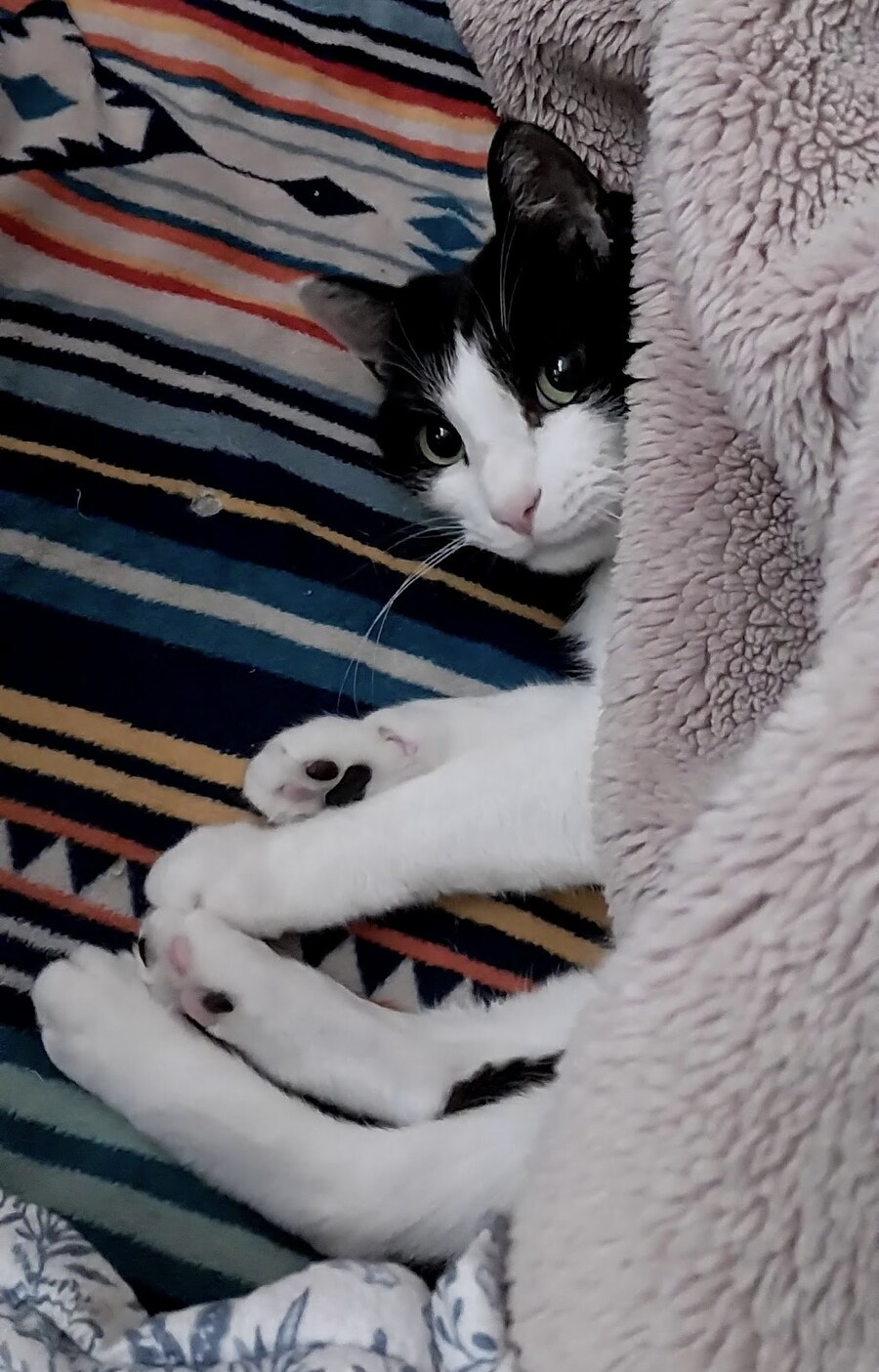안약을 넣고 싶어하는 이상한 고양이_1.jpg