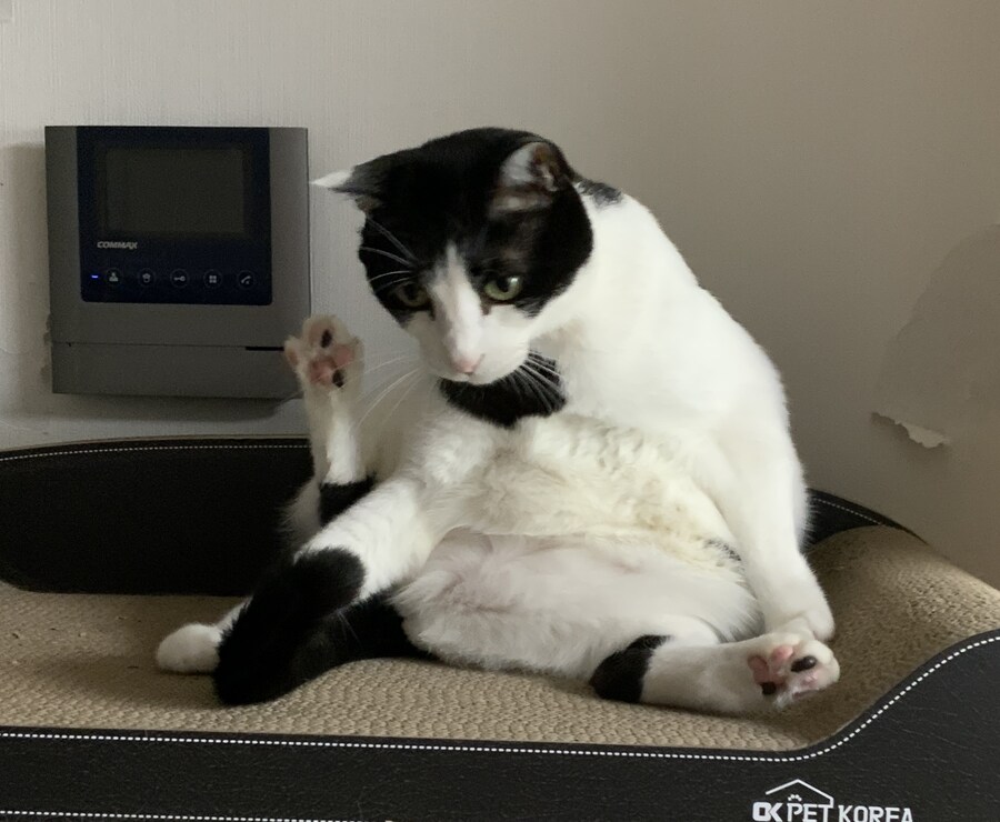 안약을 넣고 싶어하는 이상한 고양이_3.jpg