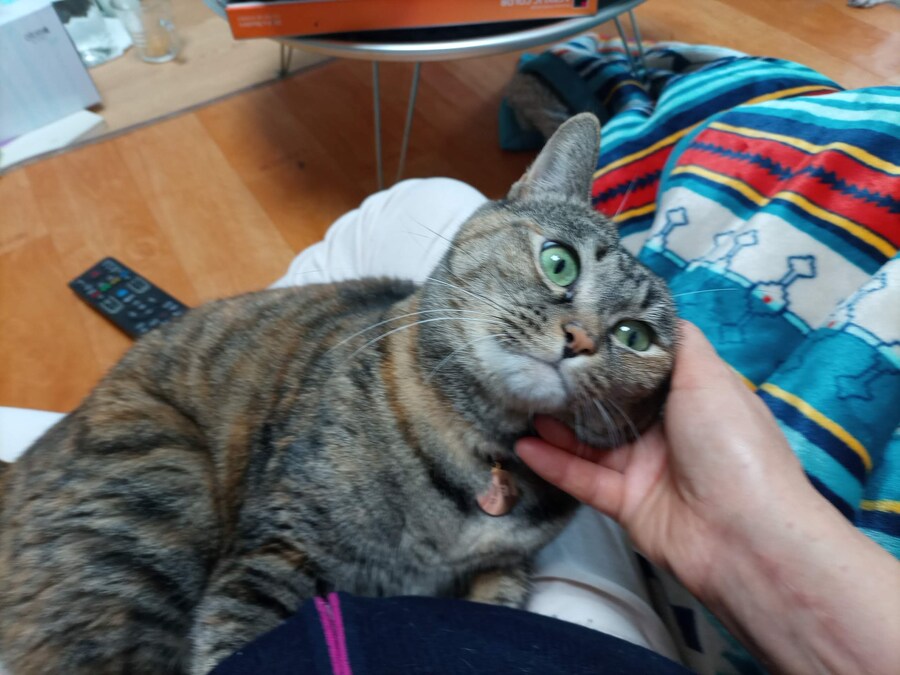 안약을 넣고 싶어하는 이상한 고양이_7.jpg