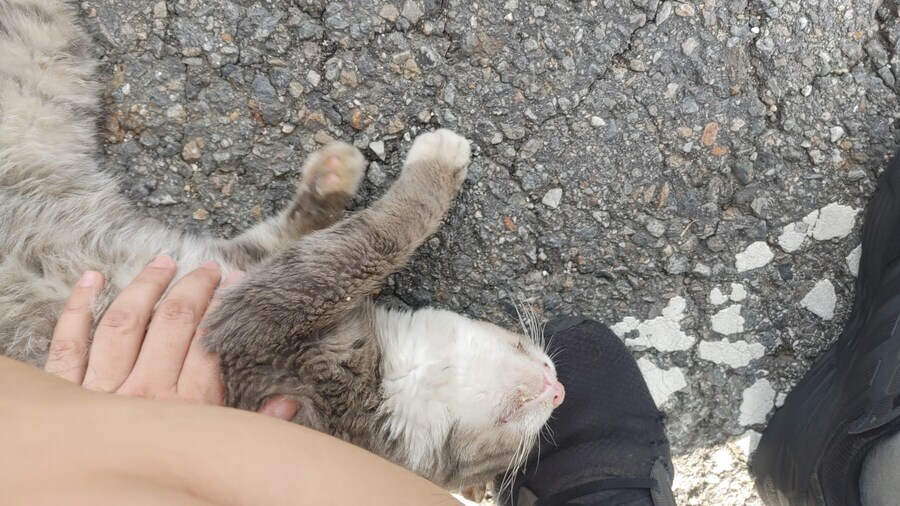 7년동안 알고 지냈던 고양이와의 마지막 인사_1.jpg