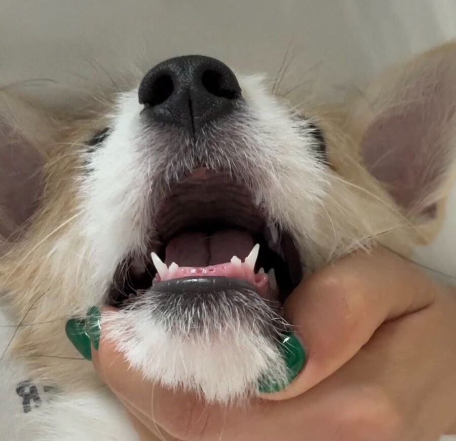 유치빠진 아기강아지_3.jpg