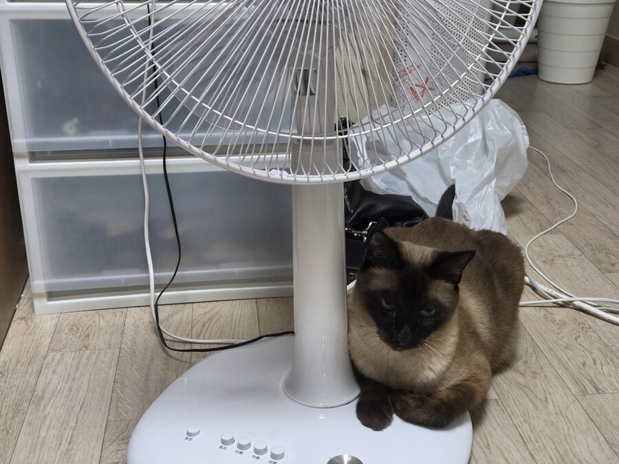 우리집 선풍기는 혼자서 전원이 켜졌다 꺼졌다 한다......_2.jpg