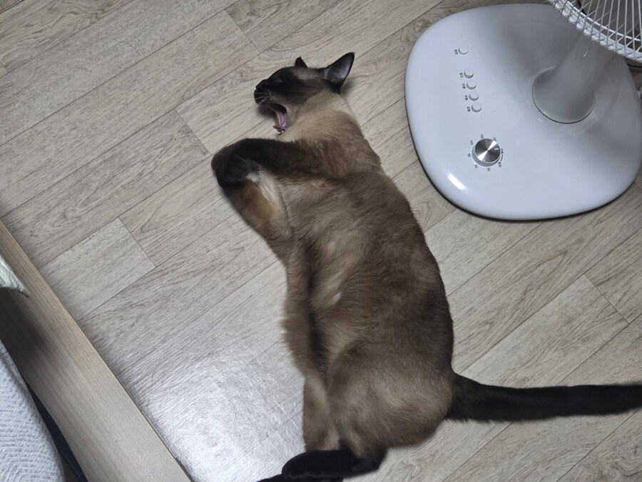 우리집 선풍기는 혼자서 전원이 켜졌다 꺼졌다 한다......_6.jpg