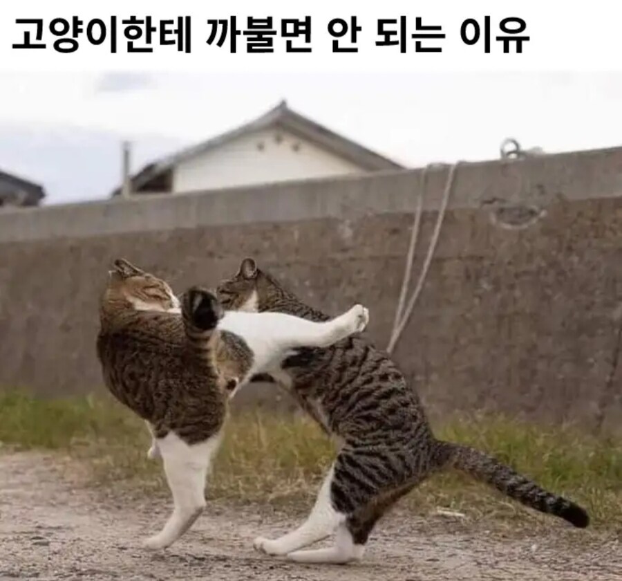 고양이에게 깝치면 안되는 이유_1.jpg
