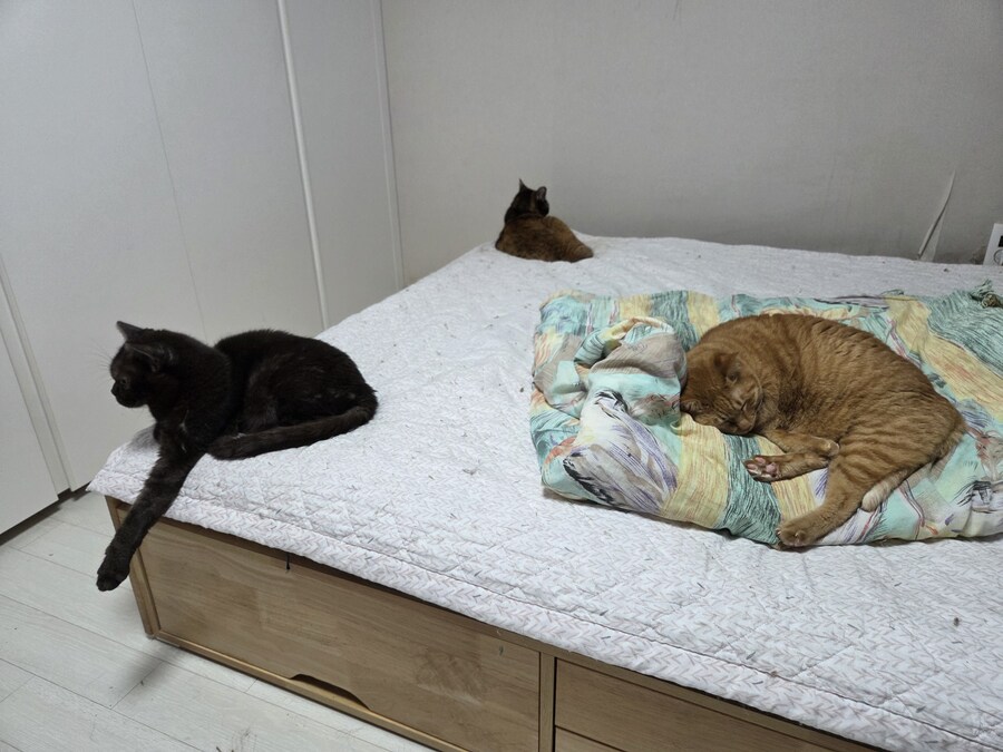 고양이 함부로 키우지마라_1.jpg