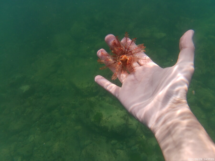 스압주의) 부산바다 스노클링 2탄_100.jpg