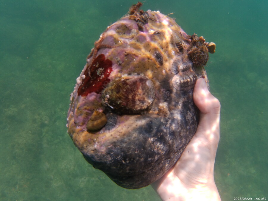 스압주의) 부산바다 스노클링 2탄_110.jpg