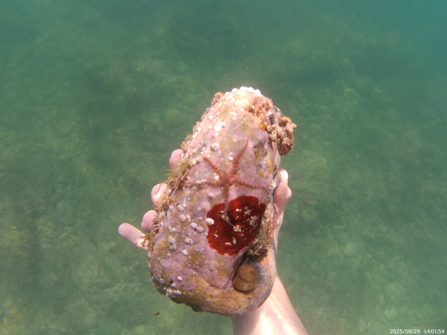 스압주의) 부산바다 스노클링 2탄_113.jpg