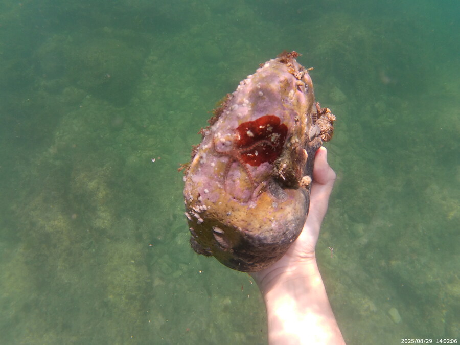 스압주의) 부산바다 스노클링 2탄_115.jpg