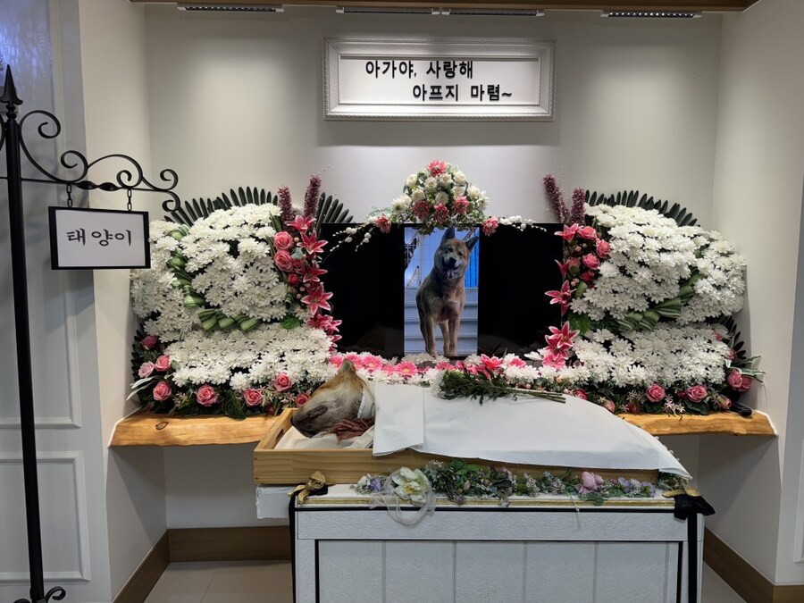 베글에 반려견 떠나보낸 게이야 힘내_2.jpg