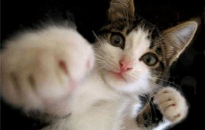 모닝 고양이_5.jpg