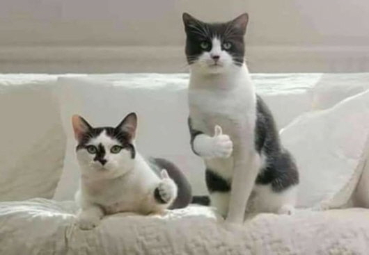 모닝 고양이_6.jpg