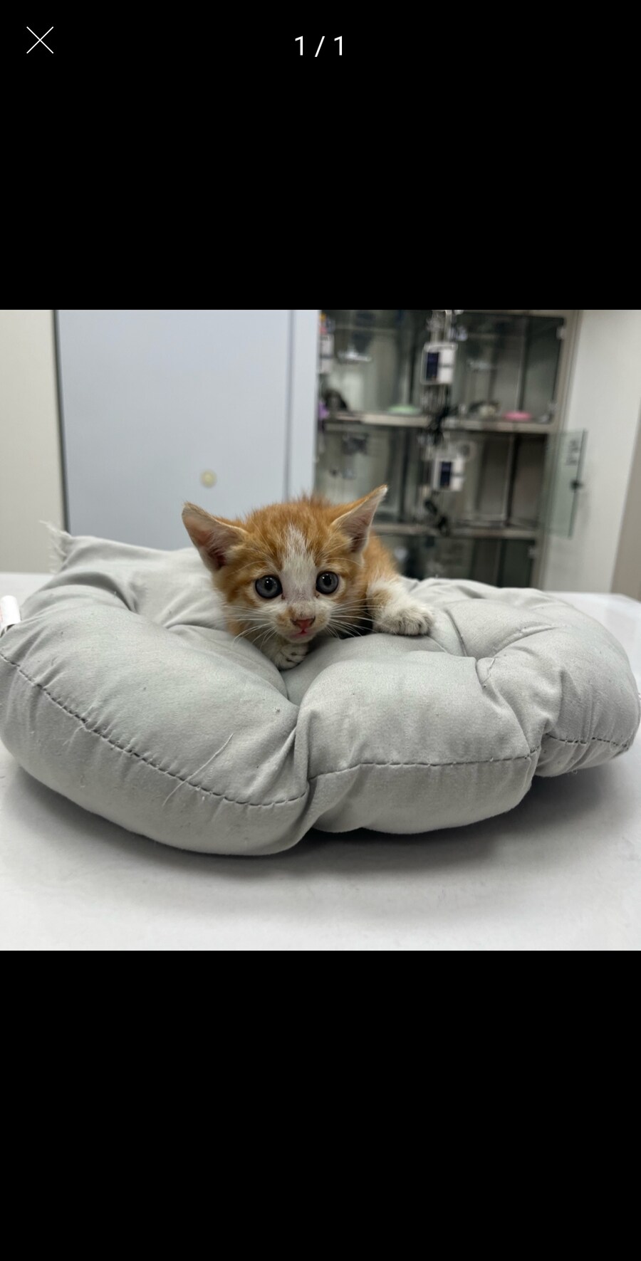 치즈 아깽이 팡이_1.jpg