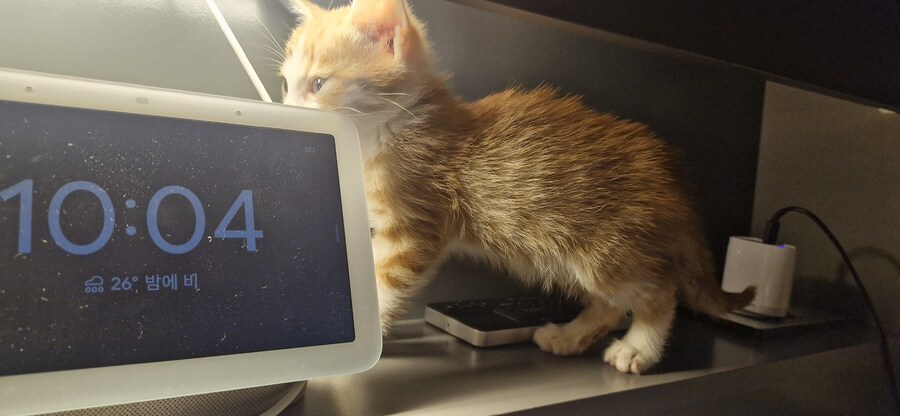 치즈 아깽이 팡이_5.jpg