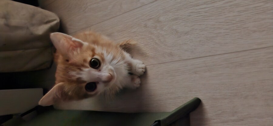 치즈 아깽이 팡이_6.jpg