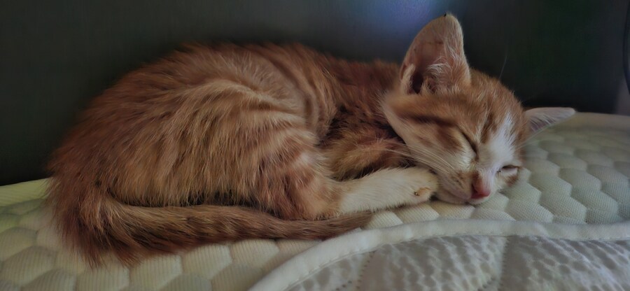 치즈 아깽이 팡이_8.jpg