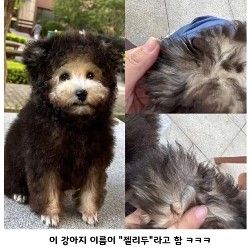 귀여운 옷입은 강아지?.jpg_4.jpg