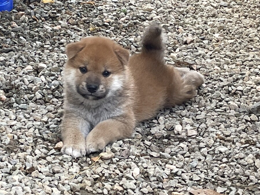 이 강아지 좀 보고가.jpg_1.jpg