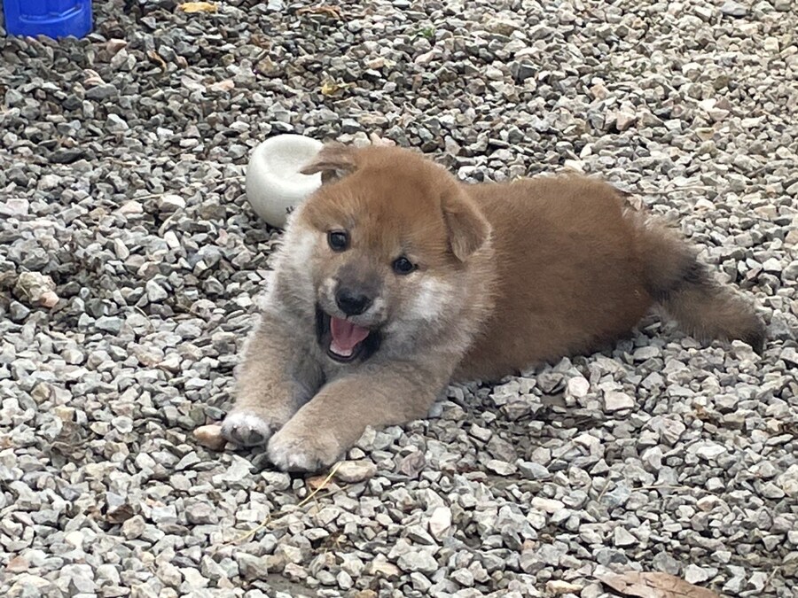 이 강아지 좀 보고가.jpg_3.jpg