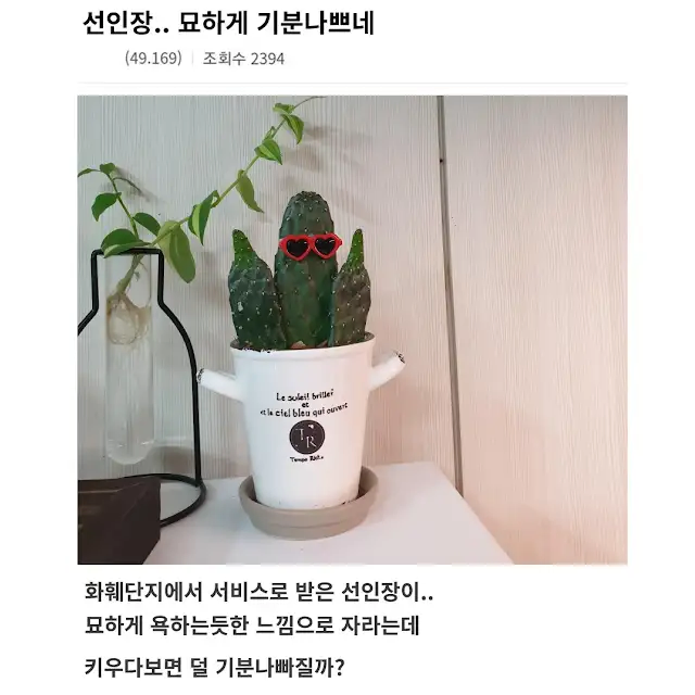 선인장 샀는데 기분이 나쁘다는 식갤럼 ㅠ_1.webp