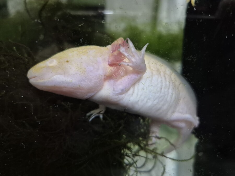 수조)자꾸 올라가려고 하는 럼프_1.jpg