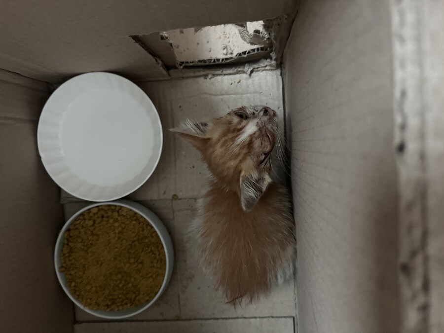 줍고보니 개냥이_1.jpg