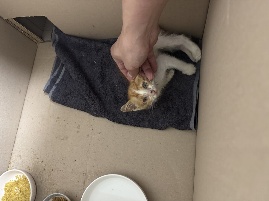 줍고보니 개냥이_2.jpg
