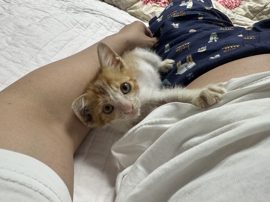 줍고보니 개냥이_3.jpg