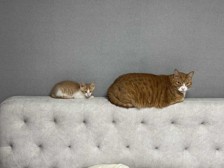 줍고보니 개냥이_12.jpg