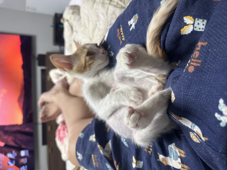 줍고보니 개냥이_14.jpg