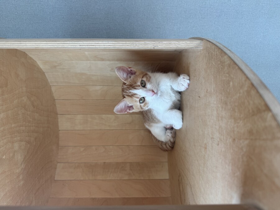 줍고보니 개냥이_24.jpg