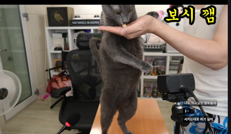 인방) 커비가 고양이 맞긴하구나_1.png
