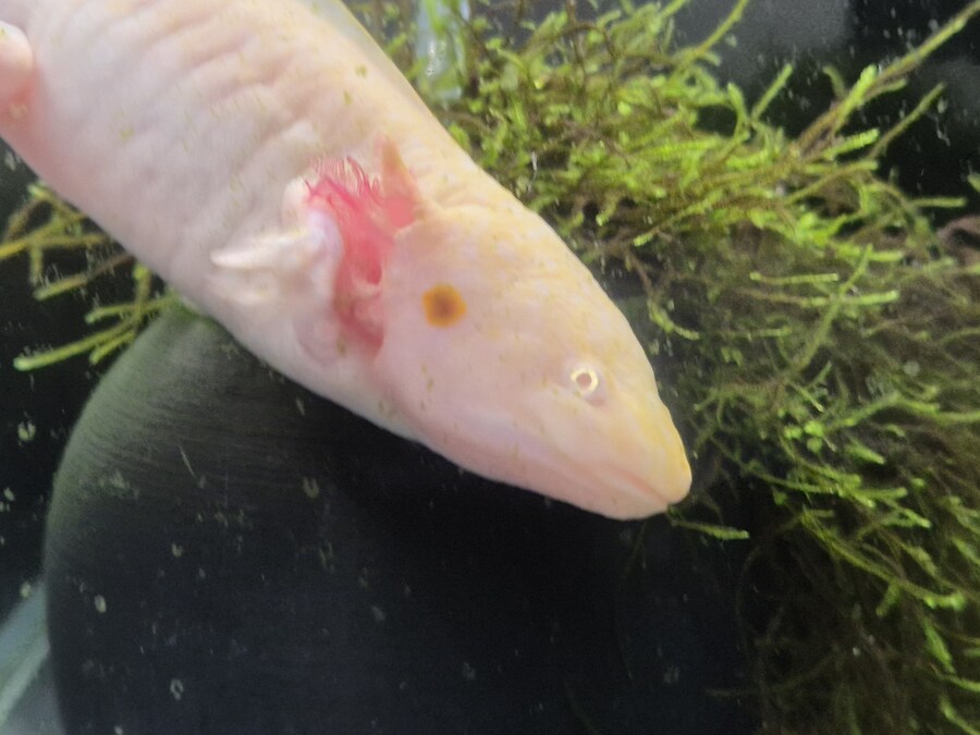 수조)내려오는 럼프_1.jpg