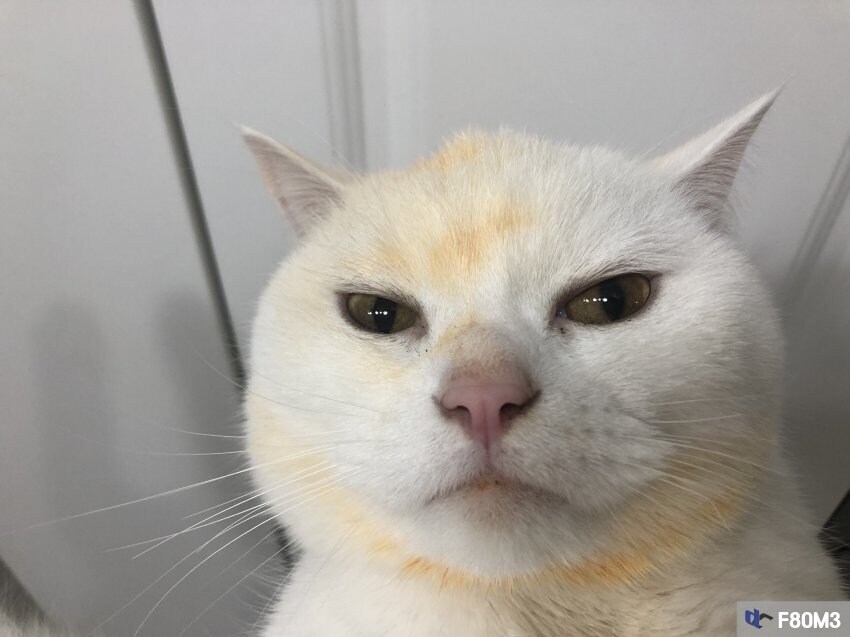 김치찌개 뺏어먹는 못되게 생긴 고양이_2.jpg