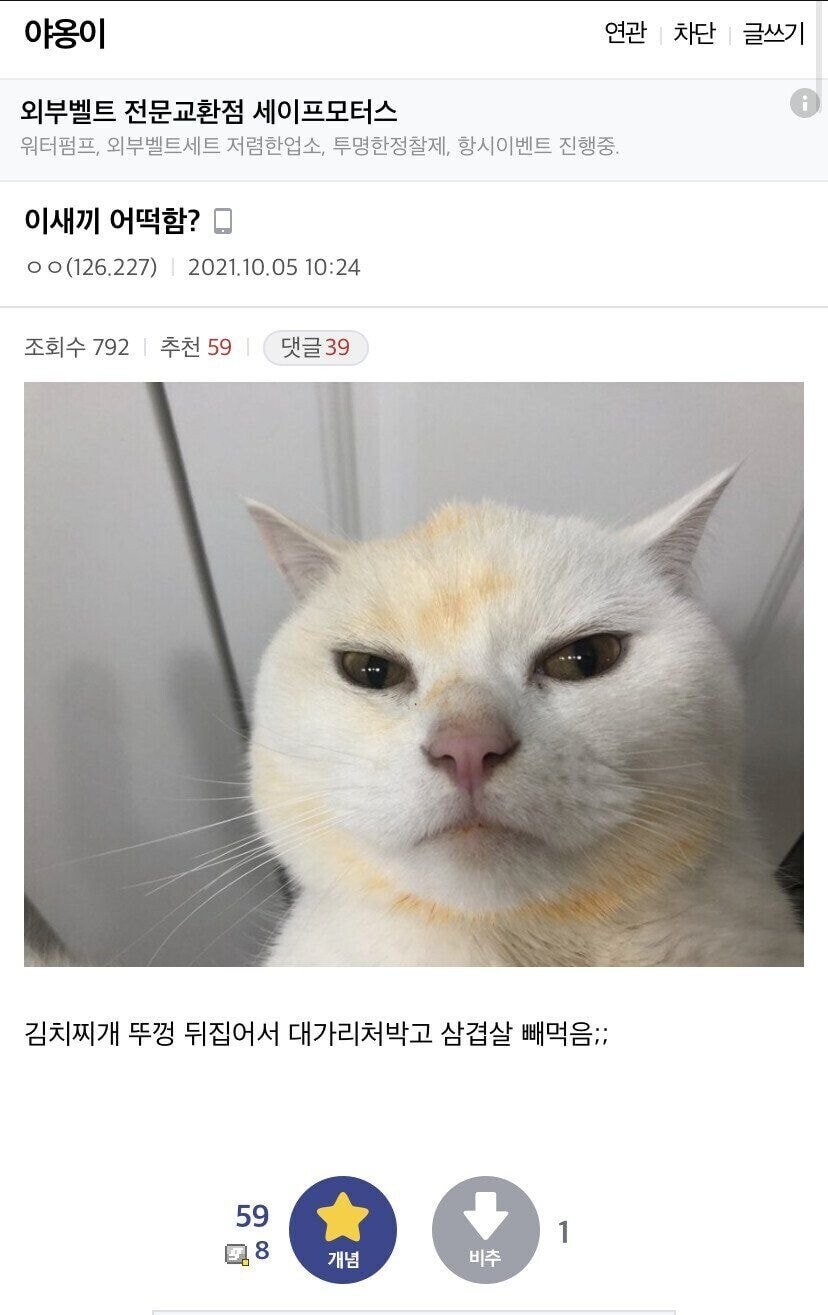 김치찌개 뺏어먹는 못되게 생긴 고양이_1.jpg