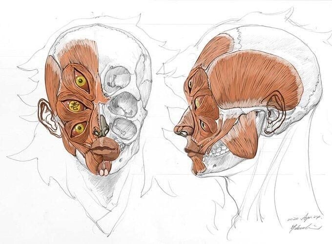 귀칼 상현 1 코쿠시보 두개골_2.jpg