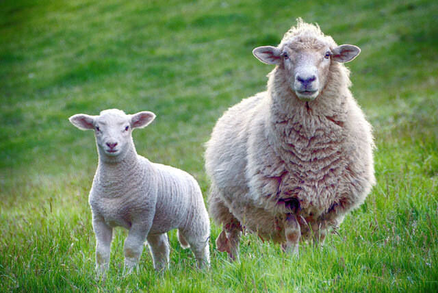 역사)고기덕후 세종이 진짜 안 좋아하는 고기_1.jpg