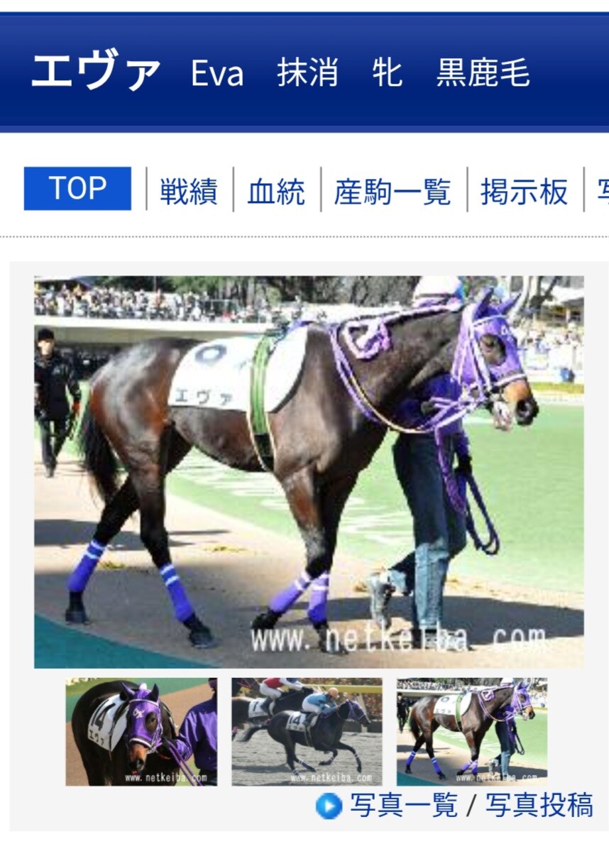 경마)자, 타렴 신지군_1.jpg