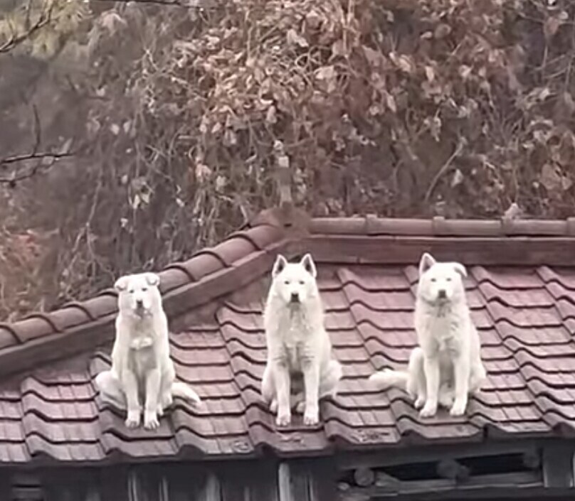 삼대장 개 짤의 진실_1.jpg