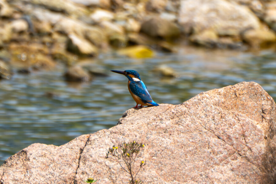 5월,6월 창릉천, 원당목장, 파주삼릉 탐조_10.jpg